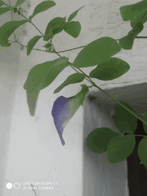 a purple flower is being photographed with a redmi y3 ai dual camera