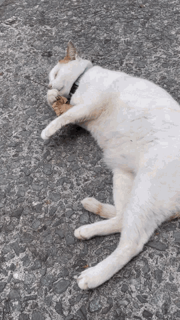 a white cat with a collar is laying on the ground