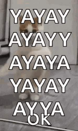 Dancing Cat Dance GIF