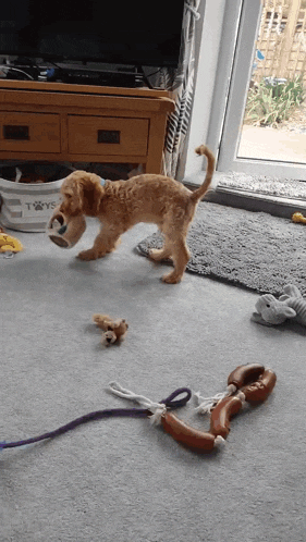 a dog playing with toys in a living room with a basket that says toys on it