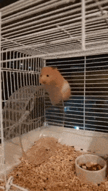 a hamster is sitting in a cage with a wheel .