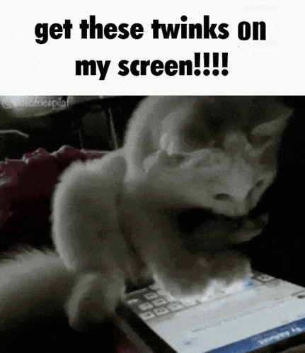a cat is looking at a cell phone with the words `` get these twinks on my screen ! ''