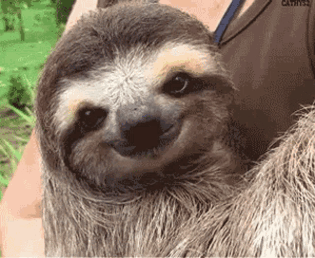 Hi Hailey Sloth GIF - Hi Hailey Sloth Cute GIFs