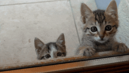 two kittens are looking out of a window and one of them is striped