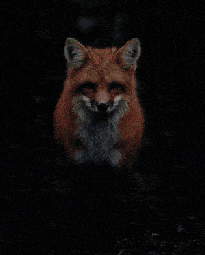 Fox Error GIF - Fox Error GIFs