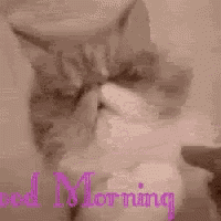 a cat is laying on a bed with the words `` good morning '' written in pink .