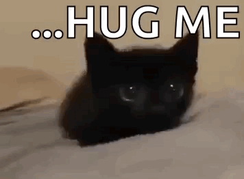 Cat Black Cat GIF - Cat Black Cat Big Eyes GIFs