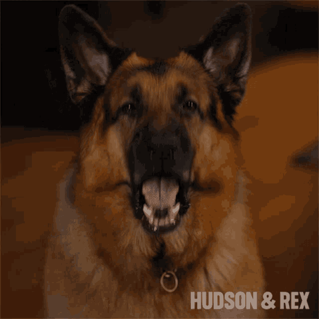 Barking Rex GIF - Barking Rex Diesel Vom Burgimwald GIFs