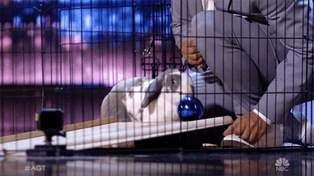 a man in a suit is kneeling next to a rabbit in a cage with the nbc logo visible