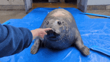 a seal is laying on a blue tarp and being petted by a person