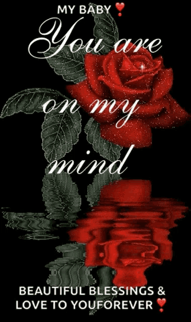a picture of a red rose with the words `` you are on my mind ''