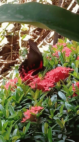 Butterfly And Santan GIF - Butterfly And Santan GIFs