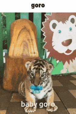 a baby tiger wearing a pacifier is sitting in front of a lion