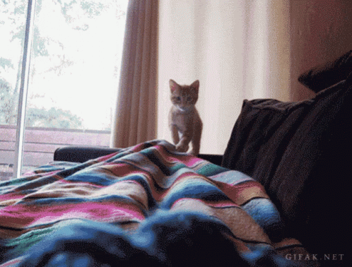 Cat Jumping GIF - Cat Jumping Here I Come GIFs