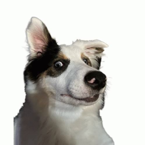 Enigmaticatt Loki GIF - Enigmaticatt Loki Dog GIFs