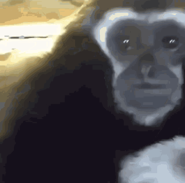 Sad Gibbon Monkey GIF - Sad Gibbon Sad Gibbon GIFs