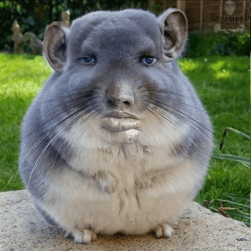 a chinchilla with a human face is sitting on a concrete surface