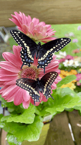 two butterflies are perched on a pink flower