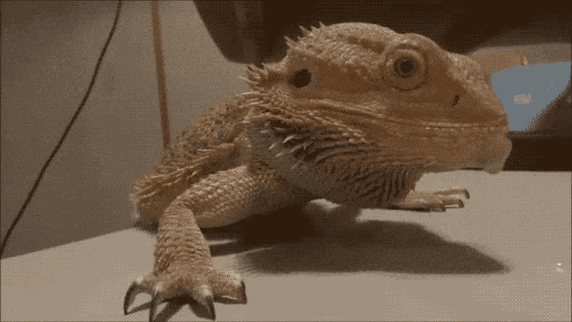 a lizard is sitting on a table with a caption that says nawp