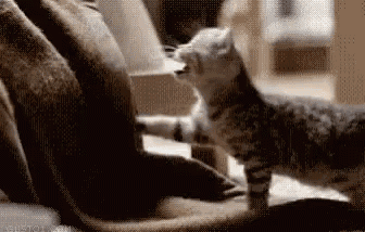Kitten Cute GIF - Kitten Cute Animal GIFs