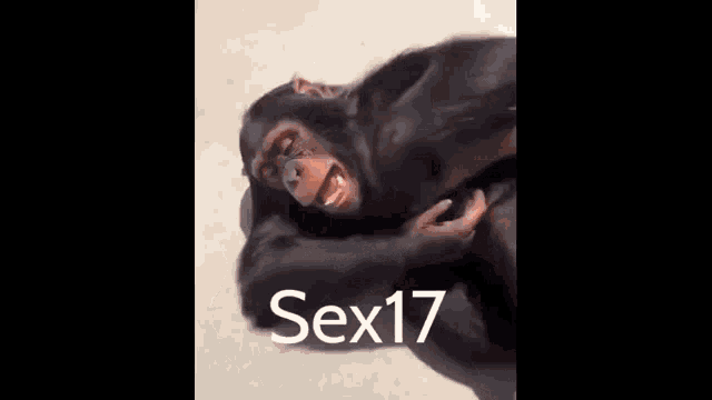 a chimpanzee is laying on the ground with its mouth open and a person is petting it .