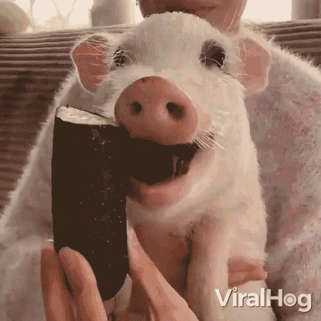 Eating Viralhog GIF - Eating Viralhog Piglet GIFs