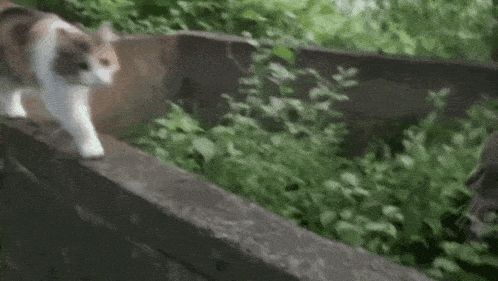 a calico cat is walking across a stone wall in a garden .