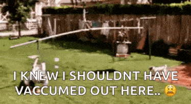 a dog standing in a yard with the words i knew i shouldnt have vaccumed out here