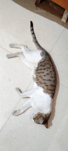 a brown and white cat is laying on its back on a tiled floor