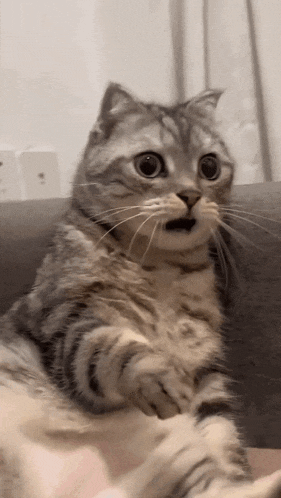Shocked Cat GIFs | Tenor