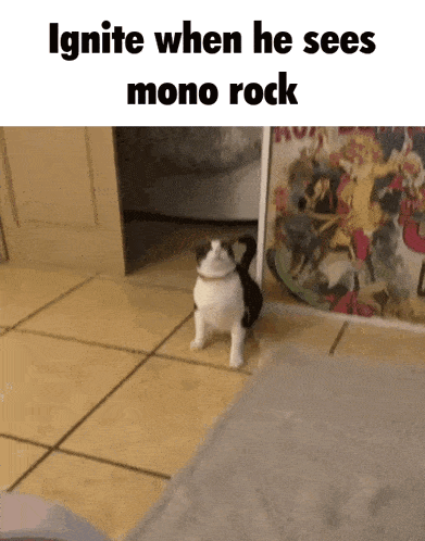 a black and white cat is walking on a tiled floor with the words ignite when he sees mono rock below it