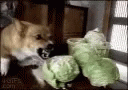 Dog Cabbage GIF - Dog Cabbage Angry GIFs