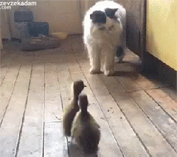 Cat Scared GIF - Cat Scared Ducks GIFs
