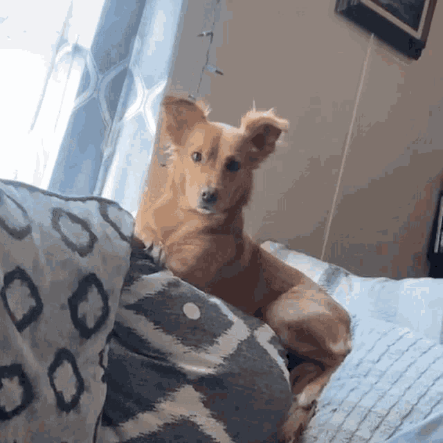 a small brown dog laying on a bed next to a window