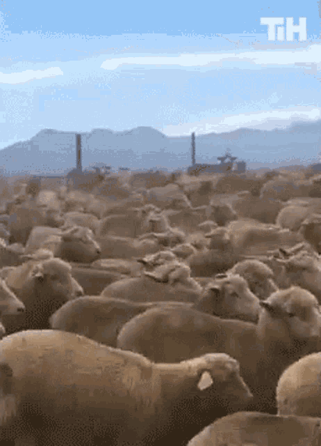 In Disguise This Is Happening GIF - In Disguise This Is Happening Lamb GIFs