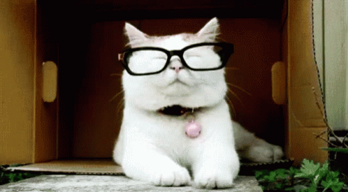 Glasses Academic GIF - Glasses Academic Cat GIFs