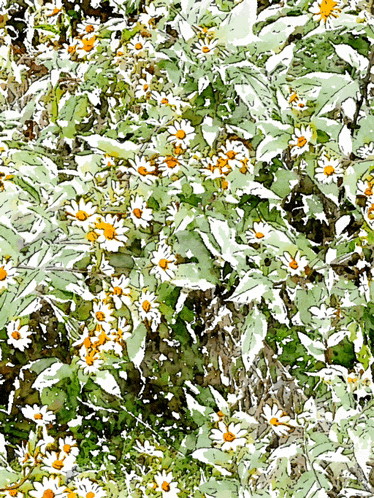 a bunch of white daisies with yellow centers are surrounded by greenery