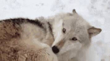 a wolf and a sheep are laying in the snow and looking at each other .