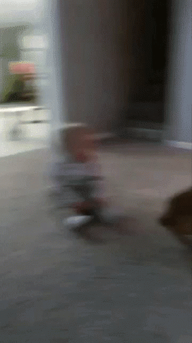 Pets Excited GIF - Pets Excited Cats GIFs