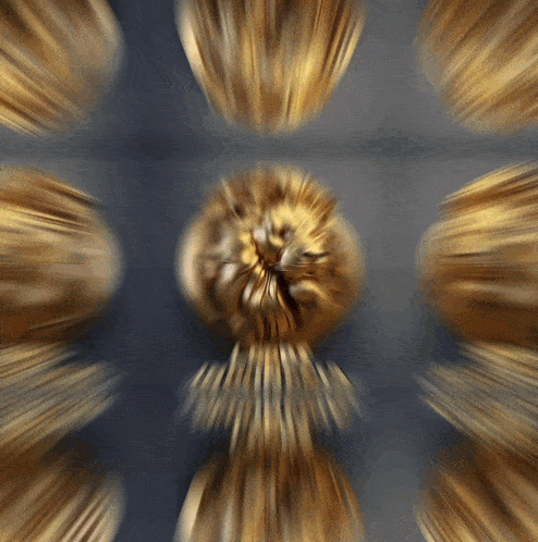 a blurry picture of a lion 's head with the word lions on the bottom