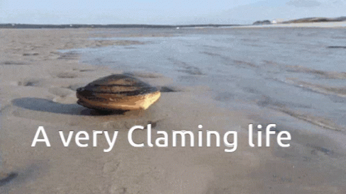 Clam Claming Life GIF - Clam Claming Life Clam Life GIFs