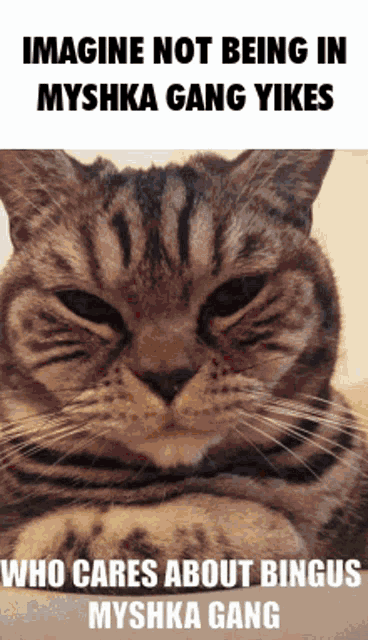 a cat with the words imagine not being in myshka gang yikes who cares about bingus myshka gang