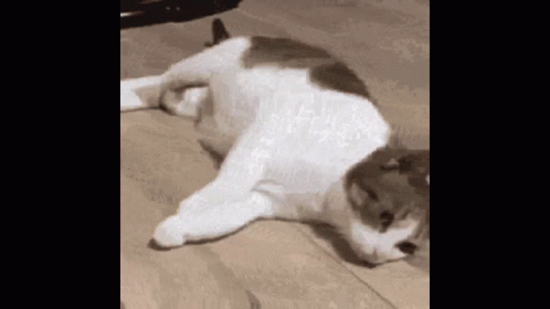Cat Reverse GIF - Cat Reverse Meme GIFs