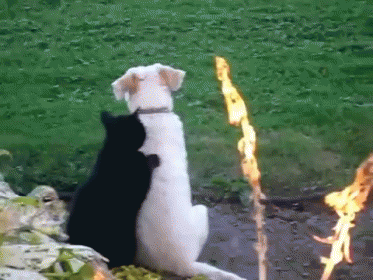 Cat Dog Backrub  GIF - Cat Dog Back GIFs