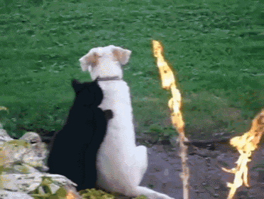a white dog and a black cat are sitting next to a fire
