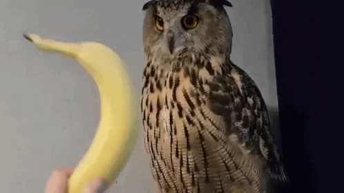 Yoll Eagle Owl Yoll GIF - Yoll Eagle Owl Yoll Nika GIFs