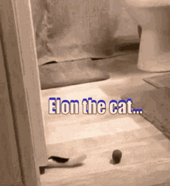 Elon The Cat That Cat GIF - Elon The Cat That Cat That Darn Cat GIFs