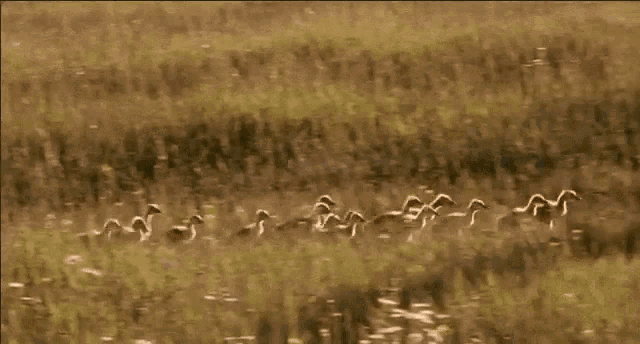 a woman is running through a field with ducklings following her .