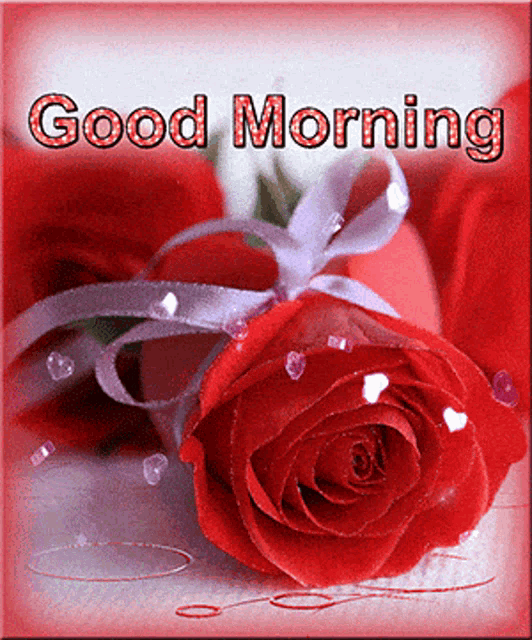 a picture of a red rose with the words good morning written above it