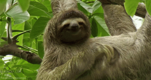 Sloth Wildlife GIF - Sloth Wildlife Scratching GIFs